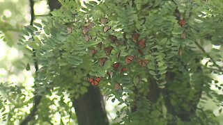 'Nature's true phenomenon': Monarch butterflies from Canada arrive at Wendy Park on way to Mexico