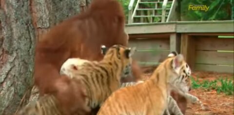 Orangutan boby sits tiger cabs animals