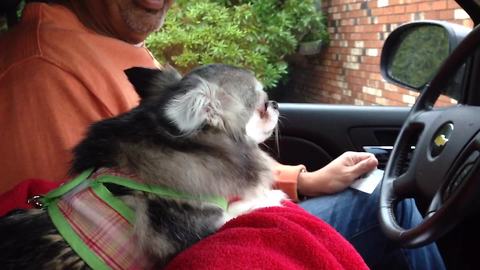 "This Puppy Is Obsessed with Starbucks!"