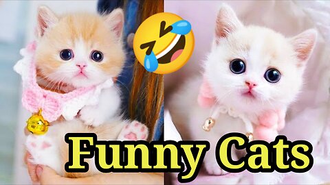 Funny cats 🤣😂🤣😹
