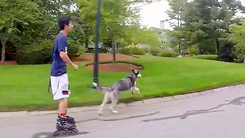 Siberian Husky vs Rollerblade in a Off Leash Race