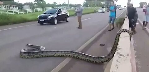 Traffic halts as Giant Anaconda Crosses Road in Brazil Video Goes Viral GoViral