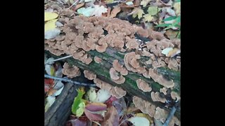 Must ID this bracket Fungi?? Is it Turkey Tail, Trametes versicolor ? hmm Stereum hirsutum???