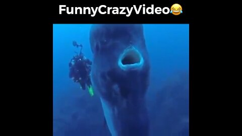 Mr FunnyCrazyVideo😂 Just Incredible Video Funny and Crazy #Like Follow for Follow 🥰