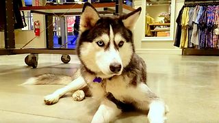 Siberian Husky dog loves visiting dog friendly stores