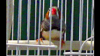 IECV PBV #112 - 👀 Jumper The Zebra Finch Taking It Easy On The Perch 🐤11-9-2019