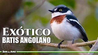 O Canto do BATIS ANGOLANO - Pássaros Exóticos e Raros