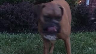 Boxer Simply Loves Playing With The Personal Water Fountain Toy