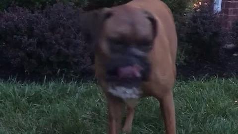 Boxer Simply Loves Playing With The Personal Water Fountain Toy