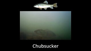 Underwater Footage in the Tennessee River