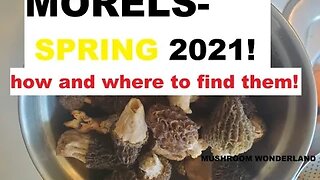 Morel Hunting- Get ready for the 2021 Season!