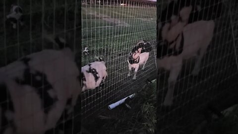 Cute baby goats with their mamas bleating at night #shorts