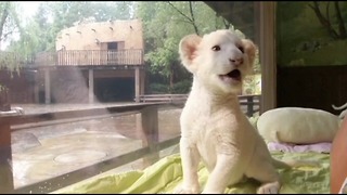 South Korean White Lions