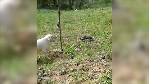 #Funny animal #best Funny video #Entertaiment
