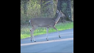 Deer Crosses the Road