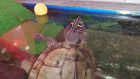 I Played Ping Pong with My Pet Turtle!