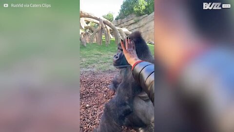 Gorilla has no time to monkey around with zoo visitor