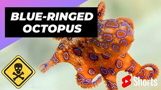 Blue-Ringed Octopus 🐙 One Of The Most Dangerous Ocean Creatures #shorts #octopus