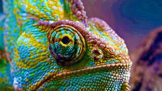 Chameleons are colorful, fascinating Old World Lizards