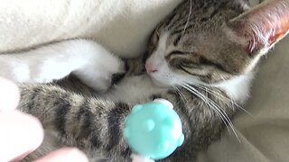 Massage for the Little Cat - 小さな猫のためのマッサージ