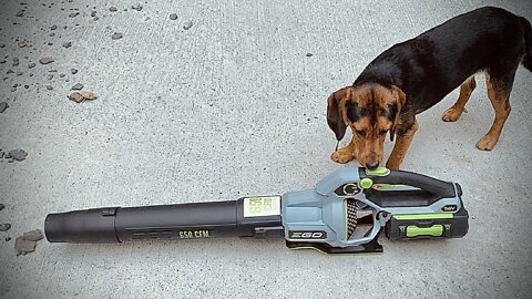 EGO 650 CFM Blower Review with Beagle Friend