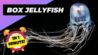 Box Jellyfish - In 1 Minute! 🌊 One Of The Most Dangerous Ocean Creatures In The World