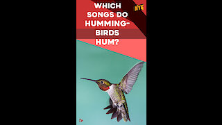 What You Should Know About Hummingbirds *