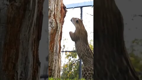 Leopard Acrobatics: A Majestic Climb in the Jungle #shorts #memes #youtube #alpha