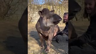 Massage for Tapir 🤩