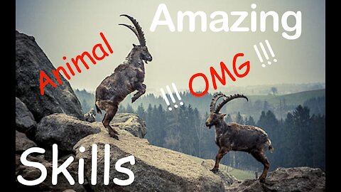 Amazing Animal Skills