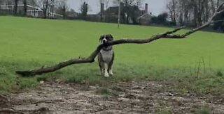 When this dog fetches a stick, he comes back with a giant piece of wood