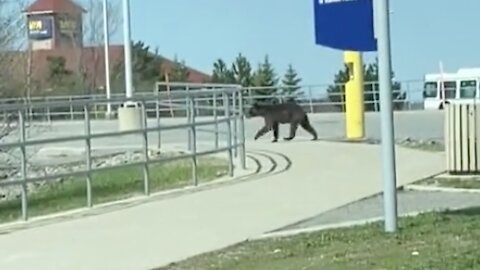 Bear Sighting In Ottawa On May 7th