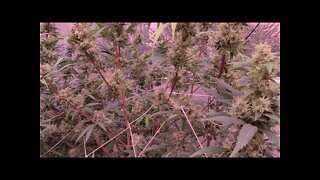 Happy Garden Tour - Cannabis Plants in Flower