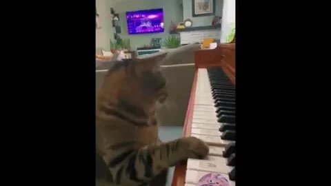 Funniest Cats Videos That Will Make You Laugh 11 😂 Best Funny Cats Videos Of 2023 😅😹