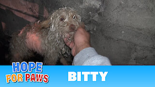 Saving Bitty: a scared homeless dog hidden in a sewer tunnel - a must see!