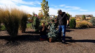 Planting 5 Gorgeous Evergreens just in Time for Winter! 😁🌲🙌