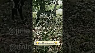 as vacas estão viajando os pés de jaqueiras😫😣😢#shorts_video