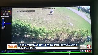 Man tries to poison burrowing owls on Marco Island
