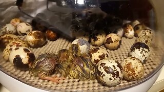 Quail are Hatching!