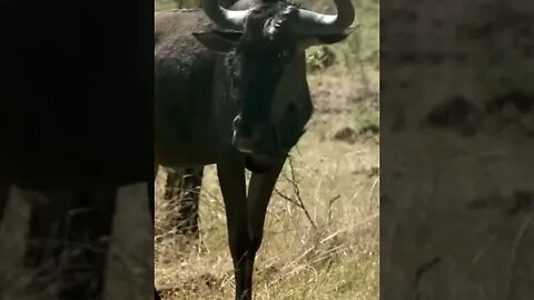 Amazing animals, cute sounds / bull