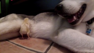 Husky and baby chick cuddle together