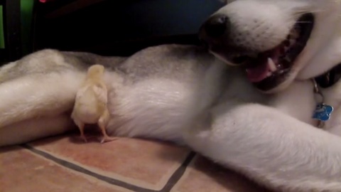 Husky and baby chick cuddle together