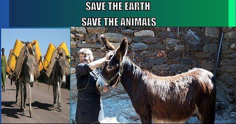 The Silent Suffering: Unveiling the Global Donkey Slaughter Crisis | One World One Smile