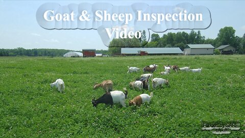 Goat & Sheep Management Video