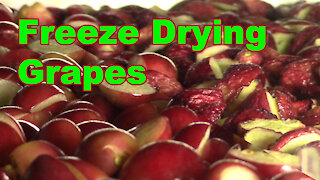 Freeze Drying Grapes with our Harvest Right Freeze Dryer