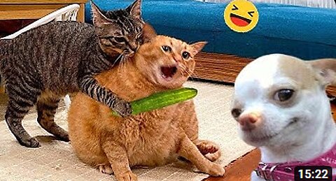 Funny Dogs And Cats Videos 2024 😅 - Best Funniest Animal Videos Of The week #6