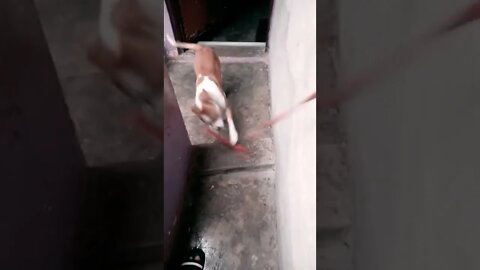 Mouth workout dogs funny#shorts #trending #rudrakrishna #dogs #dogslove #viral #animal #animals