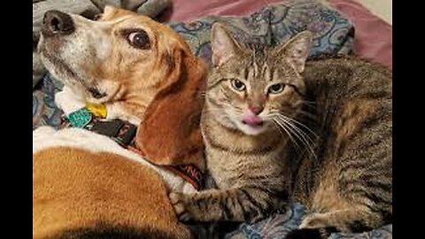 Funny Cat And Dogs Around The World