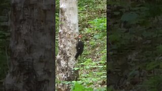Pileated Woodpecker In My Backyard 5/27/23