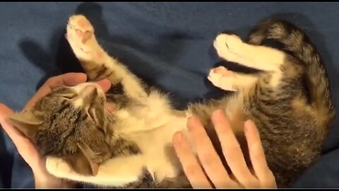 Relaxing Cat ASMR Whispered, Cute Kitten Is Being Brushed